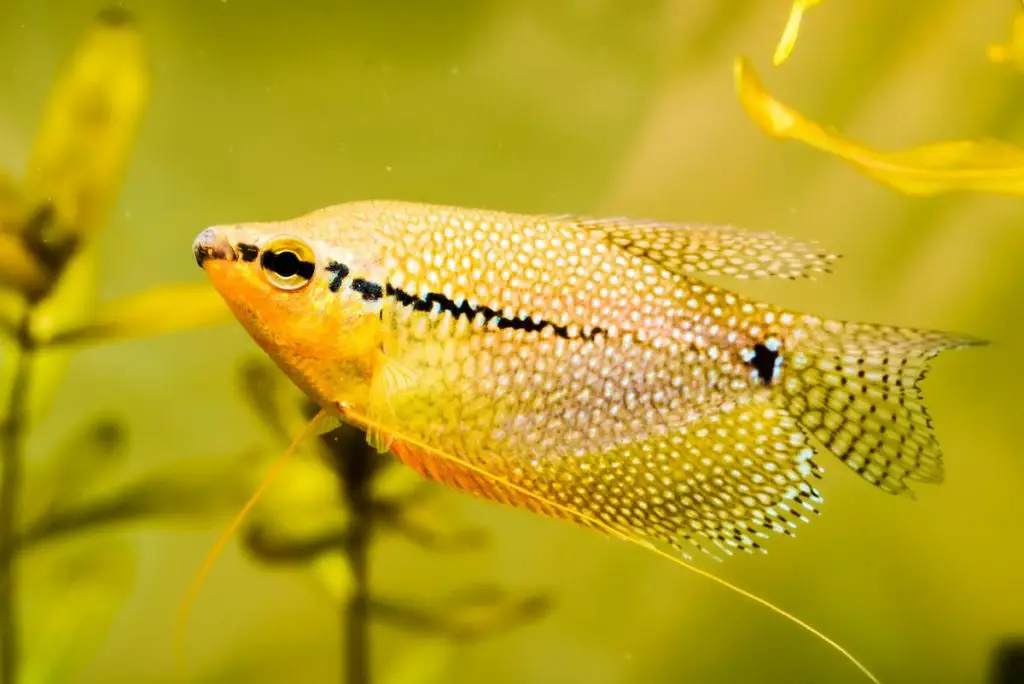 pearl gourami