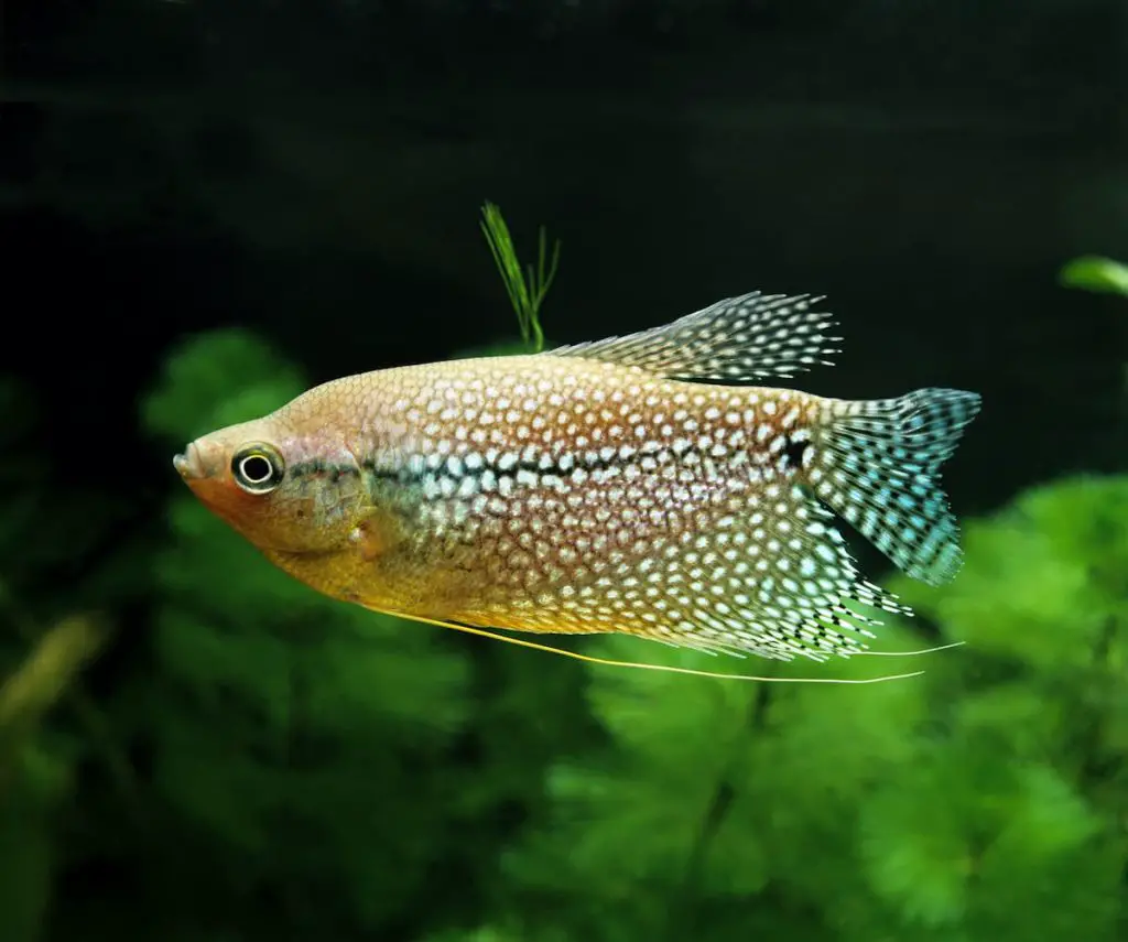 gourami fish