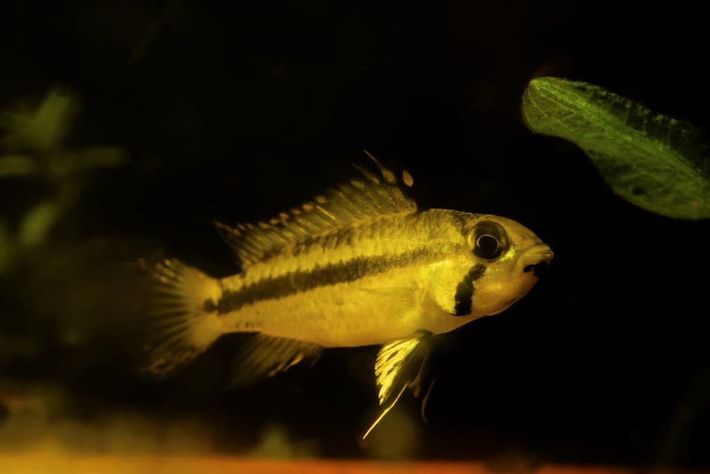 Apistogramma