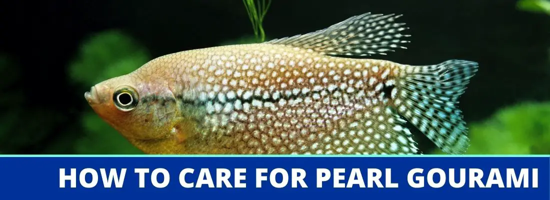 Pearl Gourami Care Guide: Fact Sheet, Breeding, & Behavior