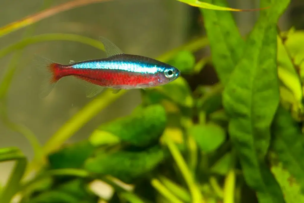 Cardinal Tetra (Paracheirodon axelrodi) - Aqua Imports