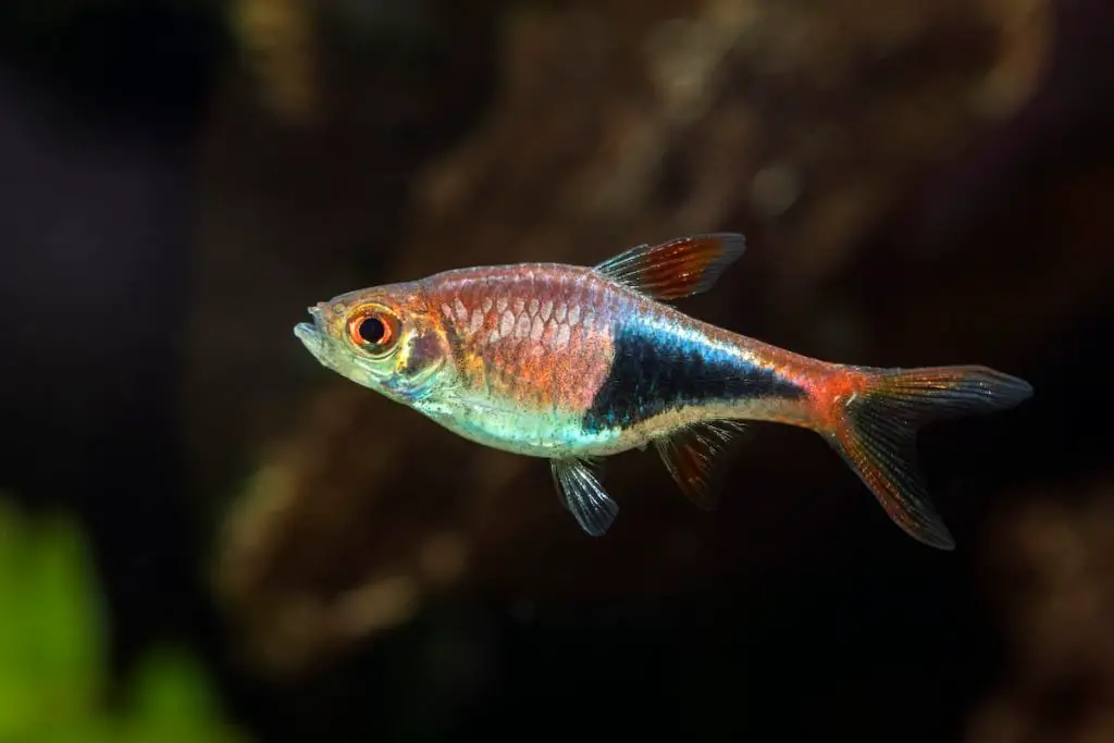 Harlequin Rasbora