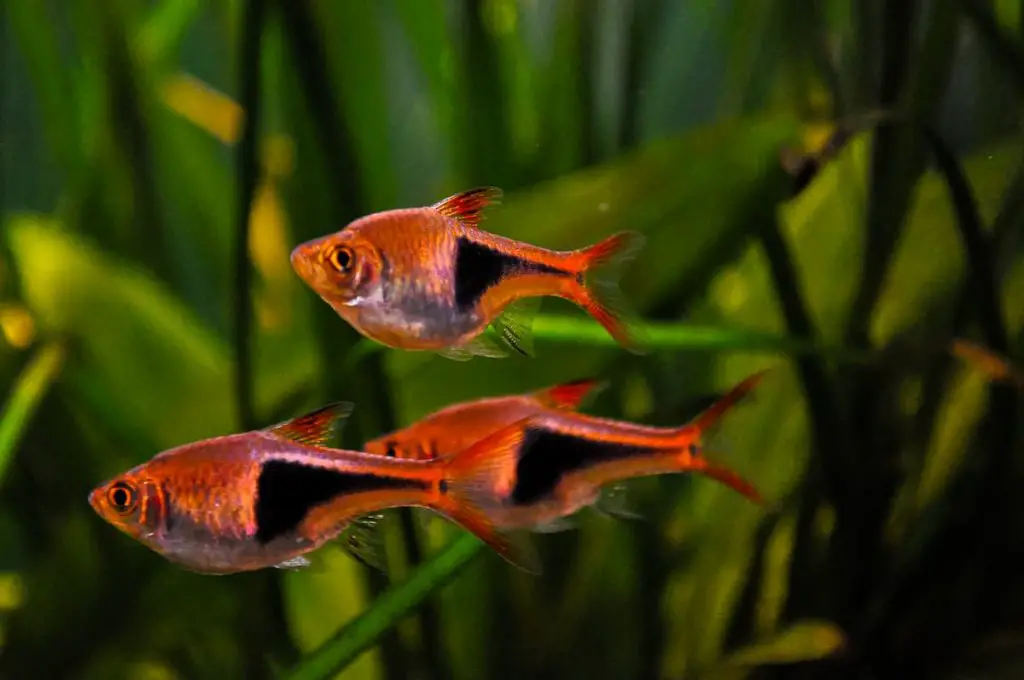 Harlequin Rasbora