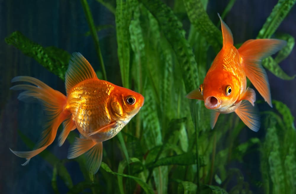 goldfish - freshwater fish disease