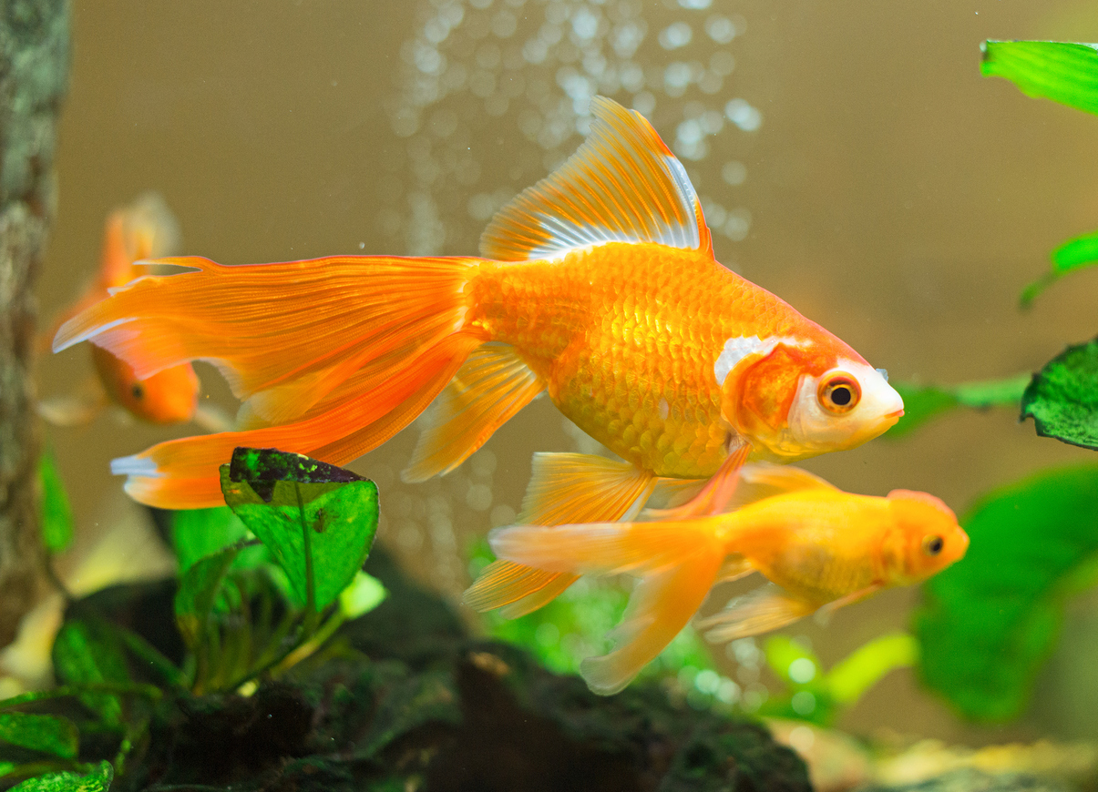 Aquarium Fish Disease Guide and Treatment Options