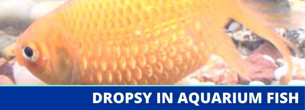 dropsy in aquarium fish header