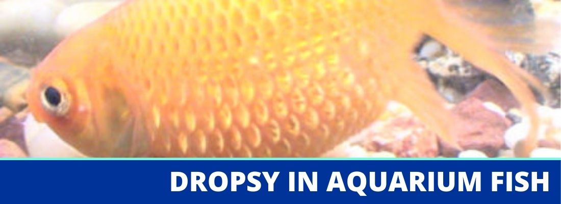 dropsy-disease-in-aquarium-fish-what-is-it-and-how-do-i-treat-it