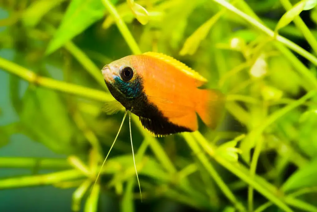 honey gourami