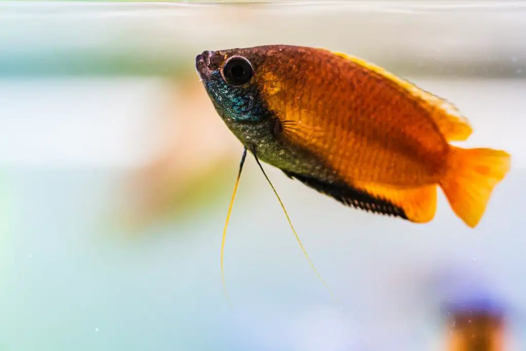 honey gourami