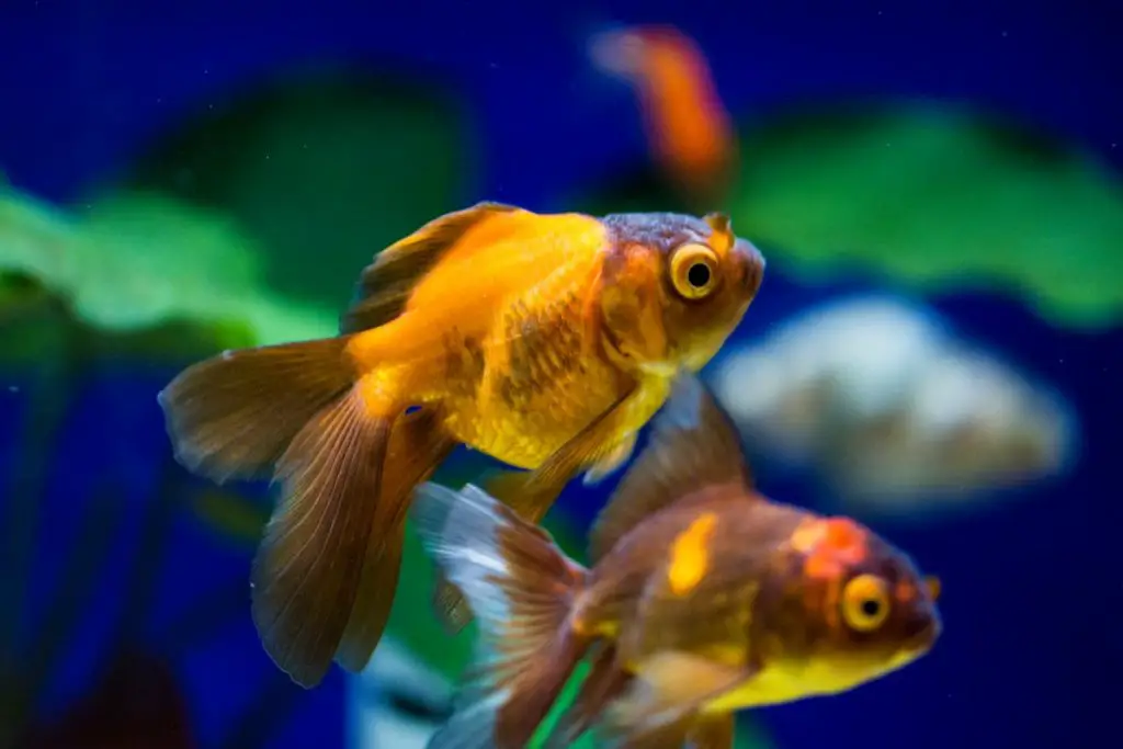 oranda goldfish care