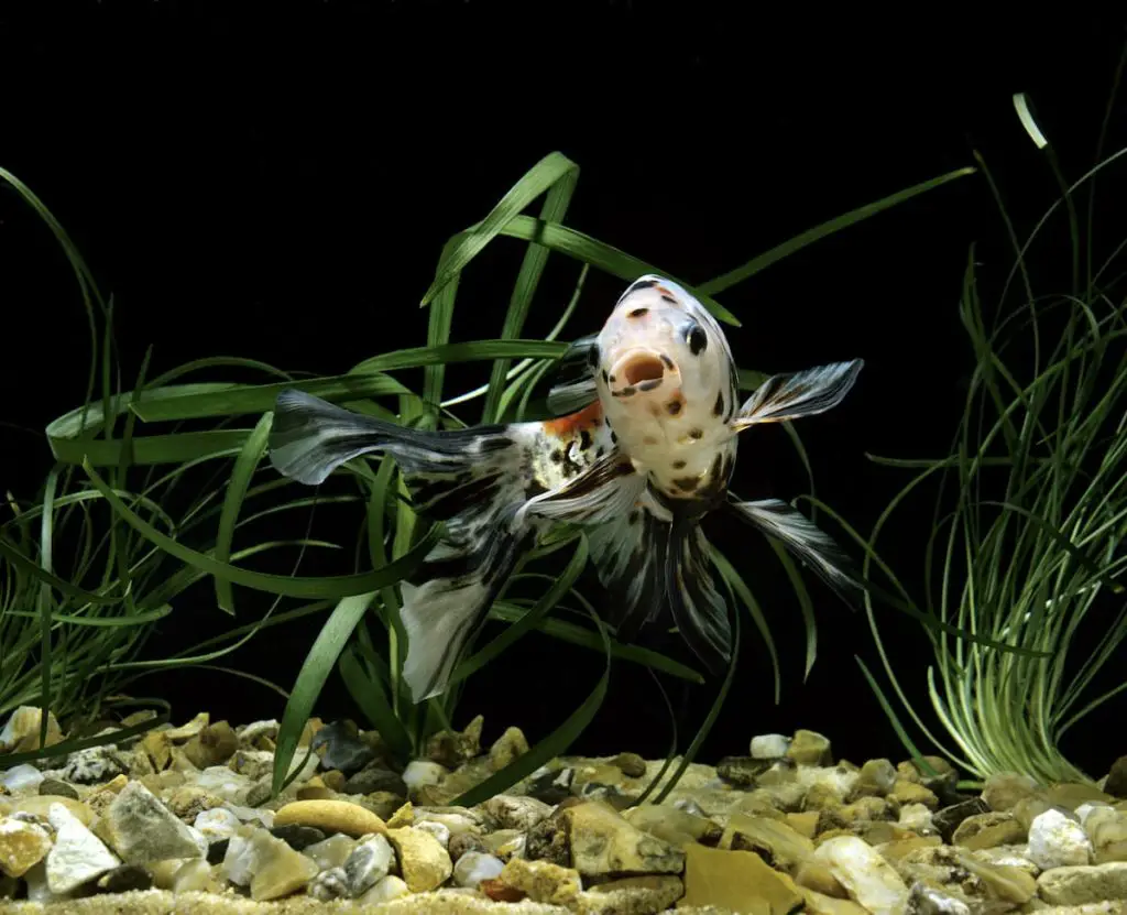 shubunkin goldfish swimming with mouth open