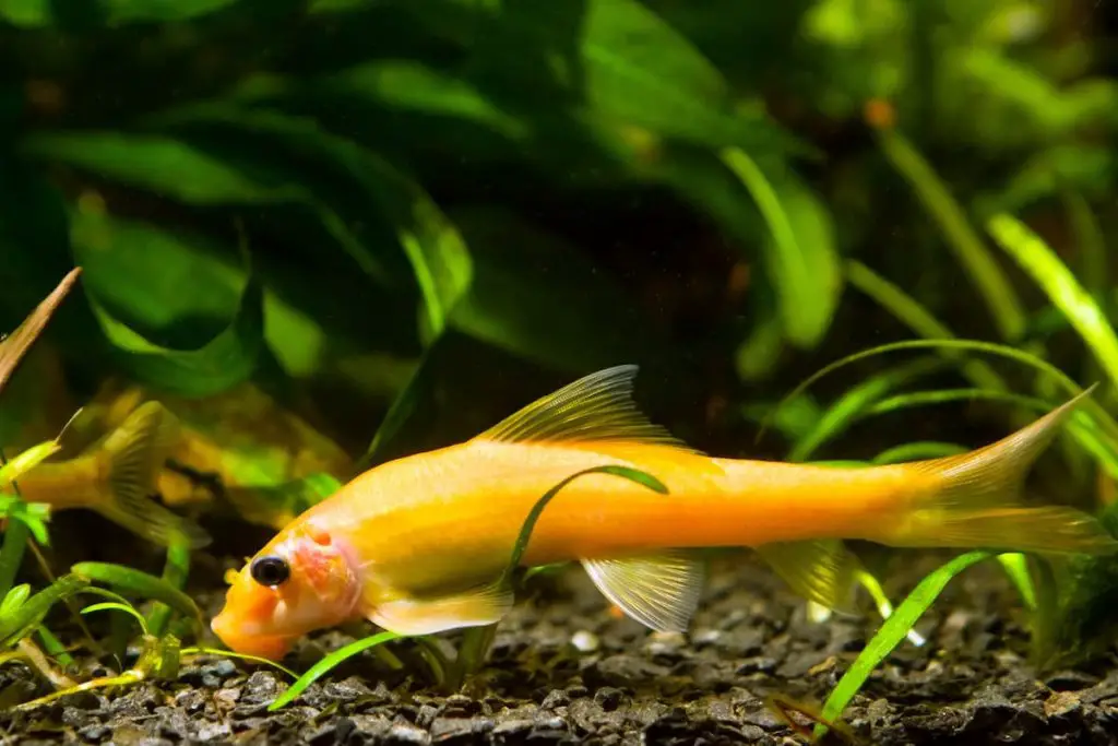 chinese algae eater