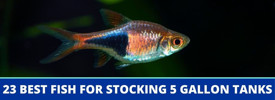 23 Best Fish For Stocking 5 Gallon Tanks