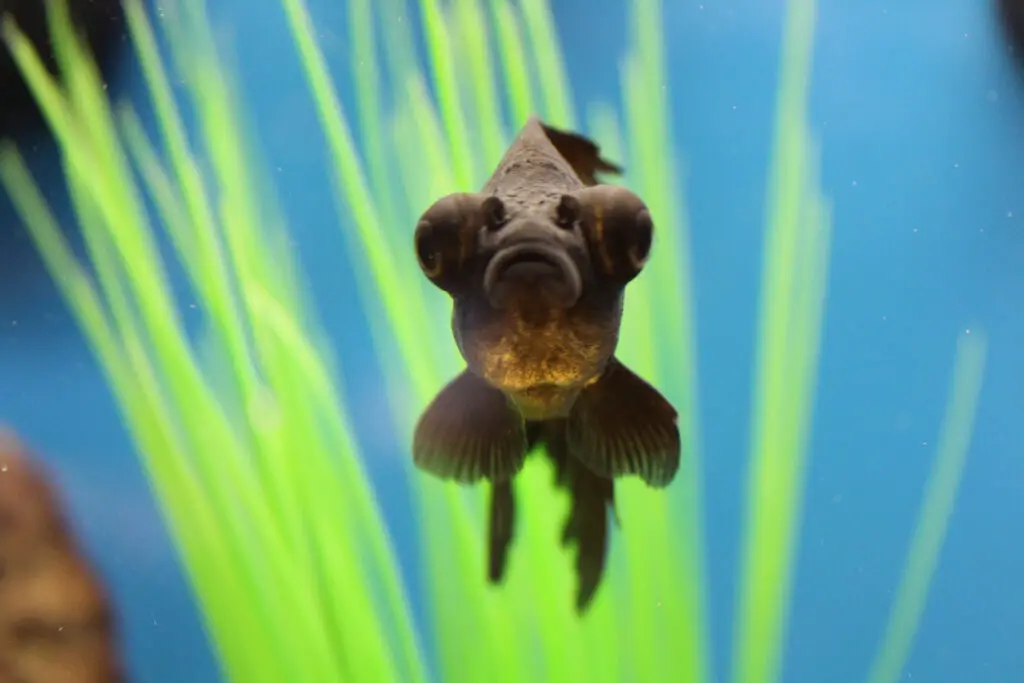 Black Moor - types of goldfish