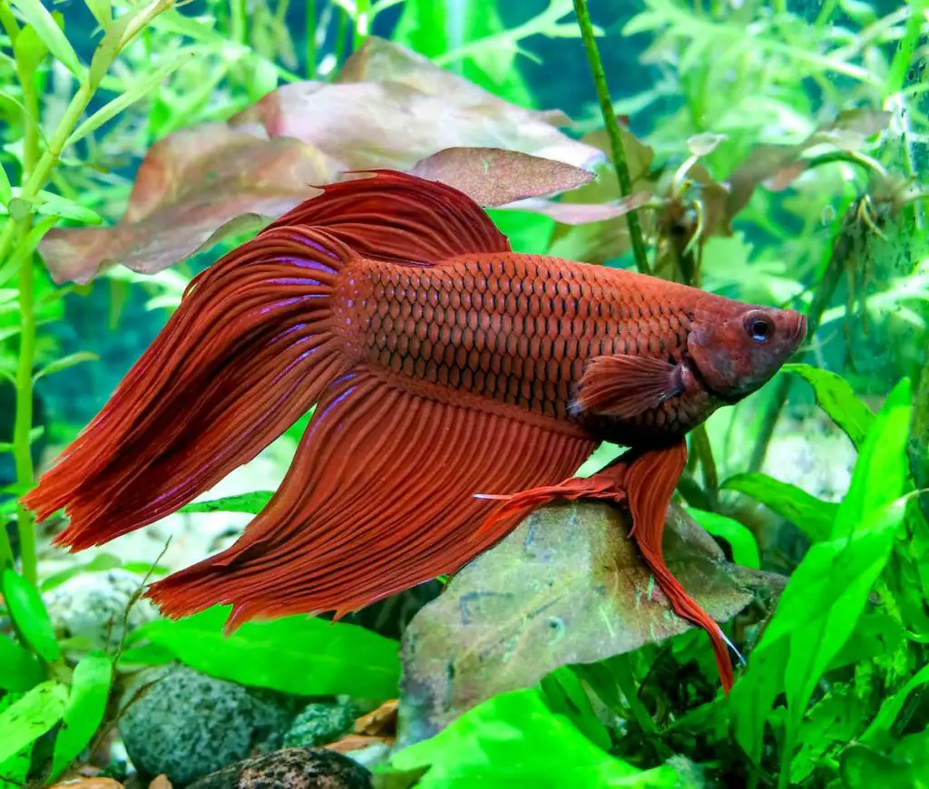 betta - best fish for 5 gallon tank