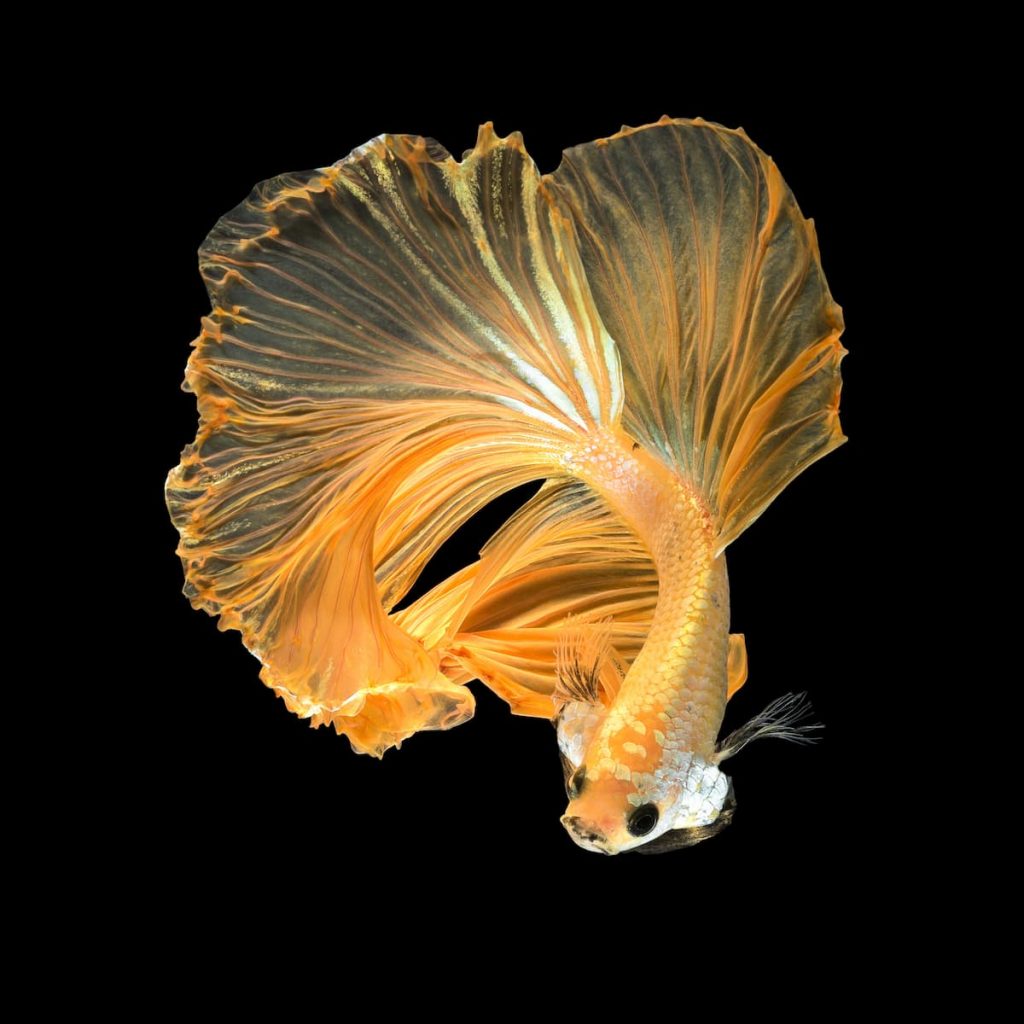 Orange Betta