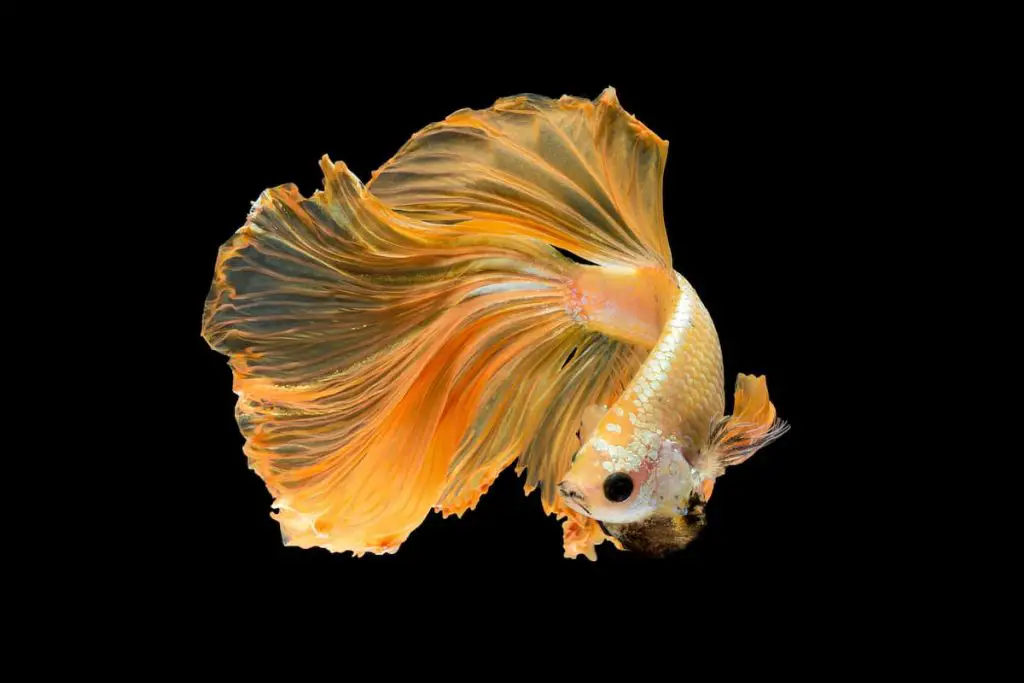 Orange Dalmatian Betta