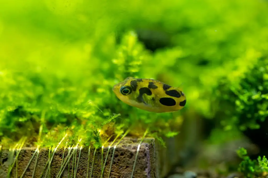 DWARF PEA PUFFER - 5 gallon tank