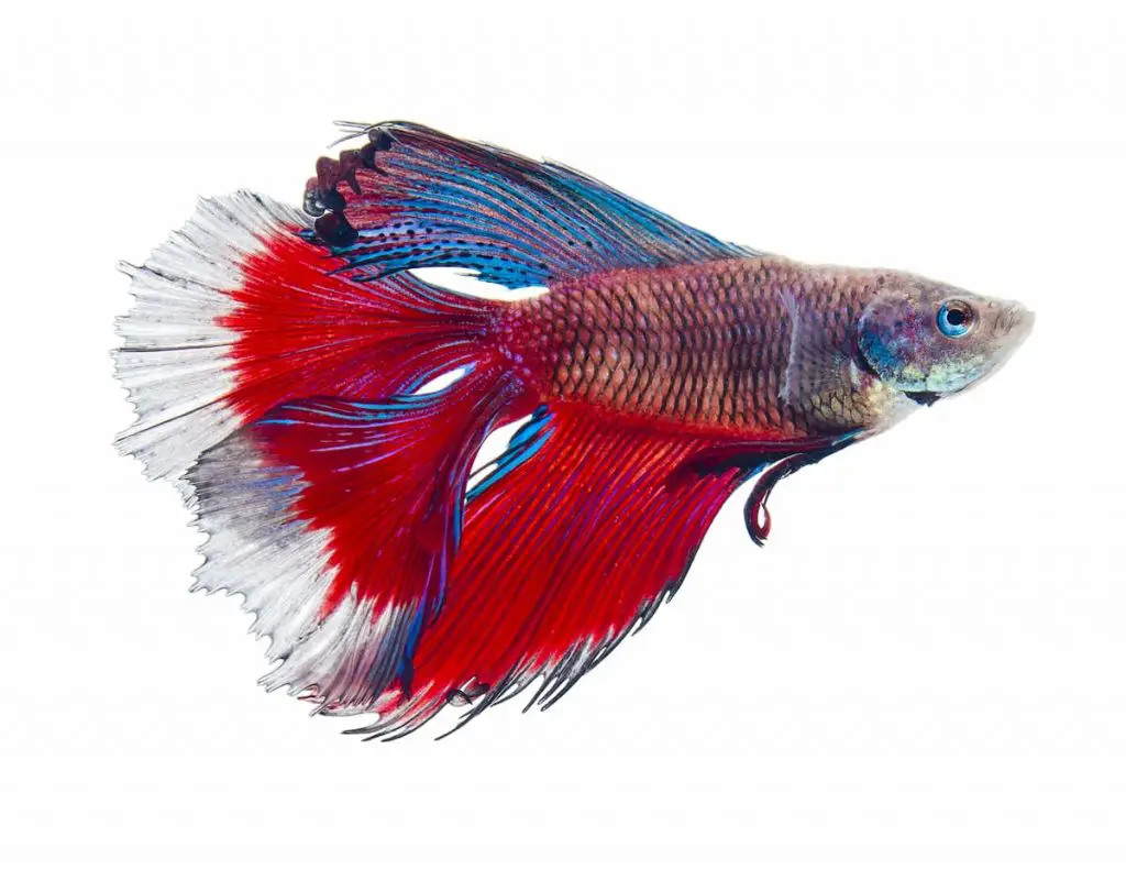 Double Tail Betta