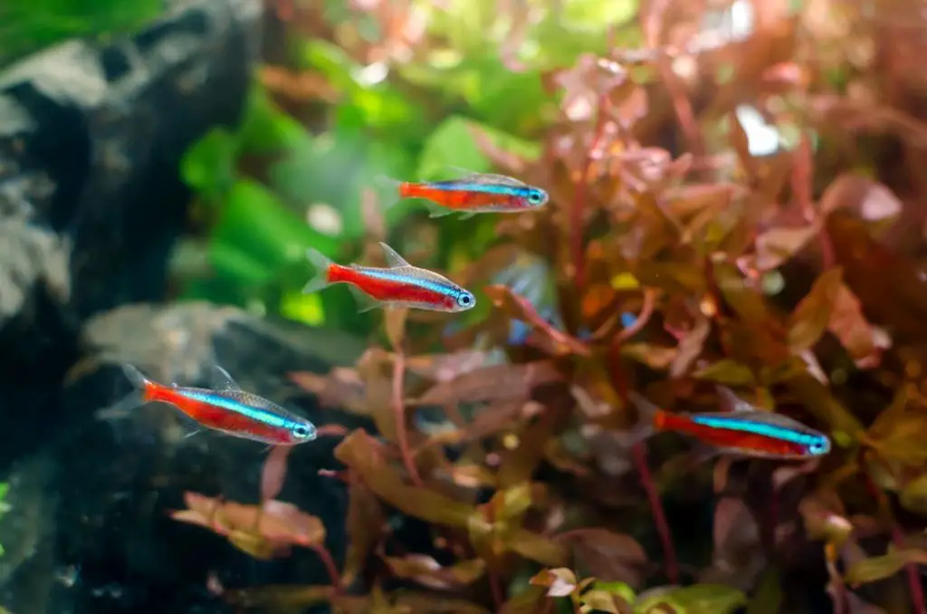 neon tetra