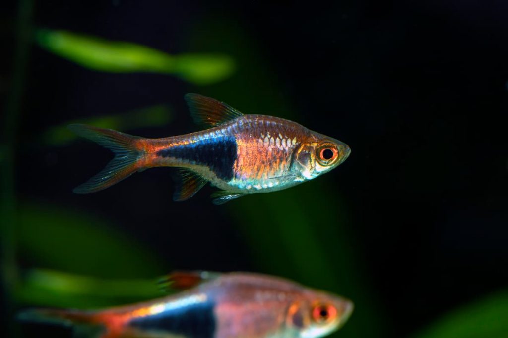 harlequin rasbora