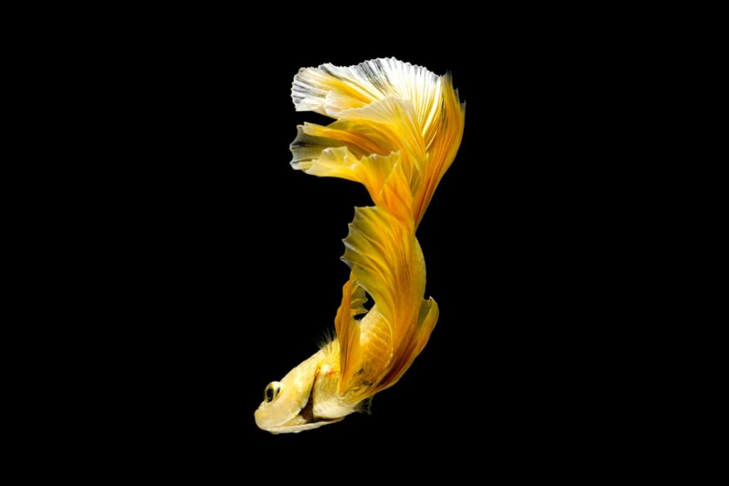 Yellow & Pineapple Betta