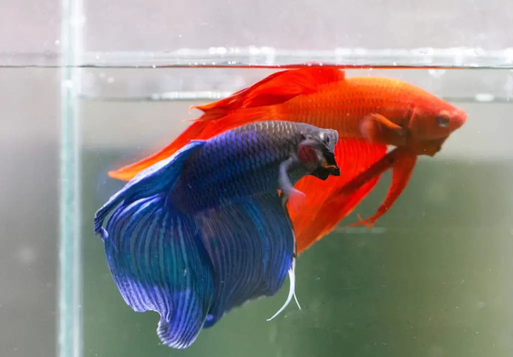 Veil Tail Betta