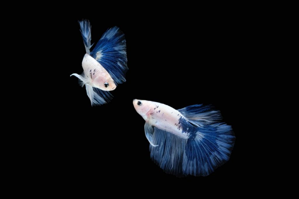 Dalmatian Betta