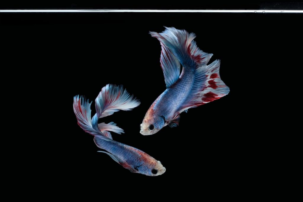 Marble Betta