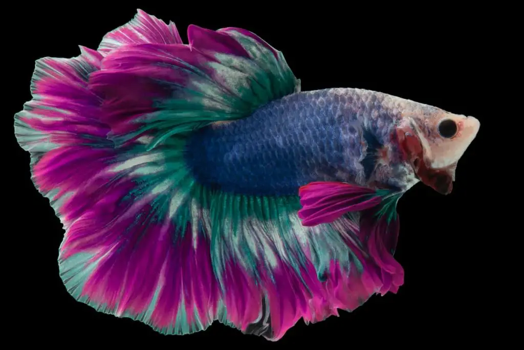 Purple/Violet Betta