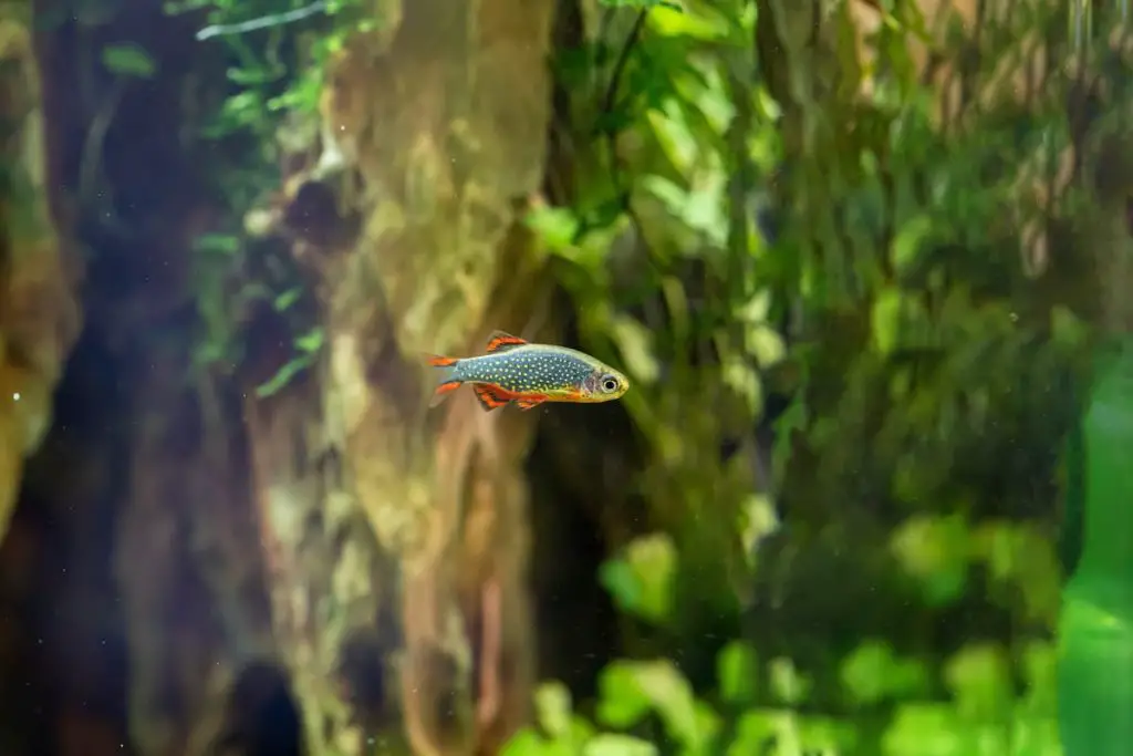 best fish for 5 gallon tank