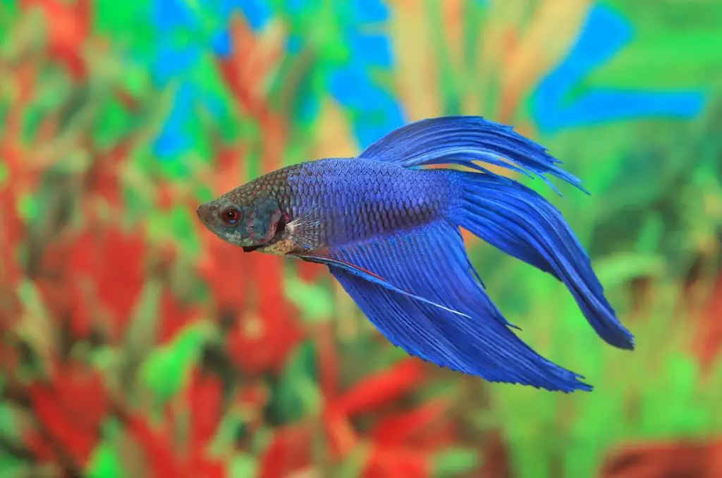 Blue/Steel Blue/Royal Blue Betta