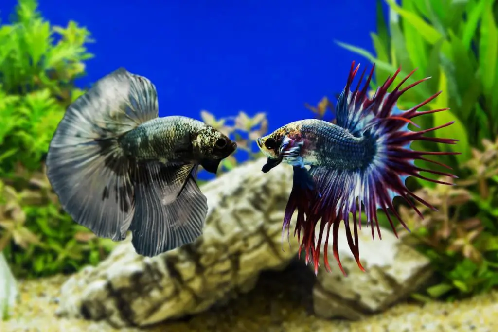 betta fish