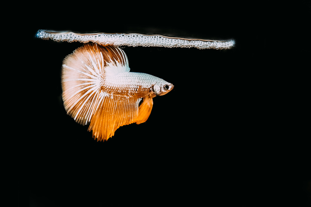 betta-bubble-nest-what-are-they-and-why-do-bettas-make-them