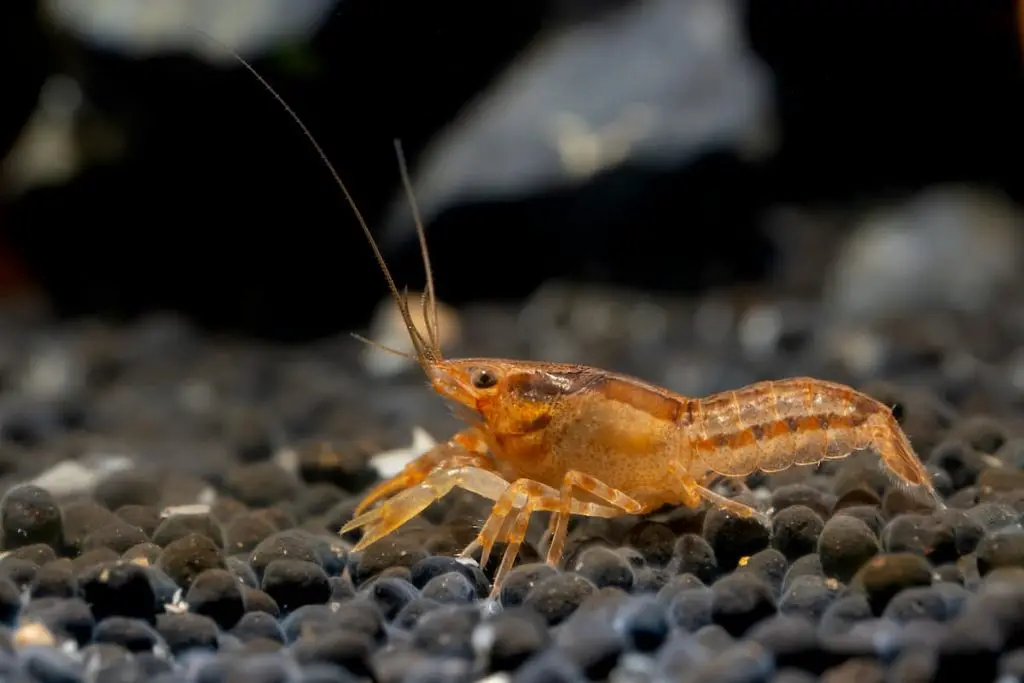 orange dwarf crayfish