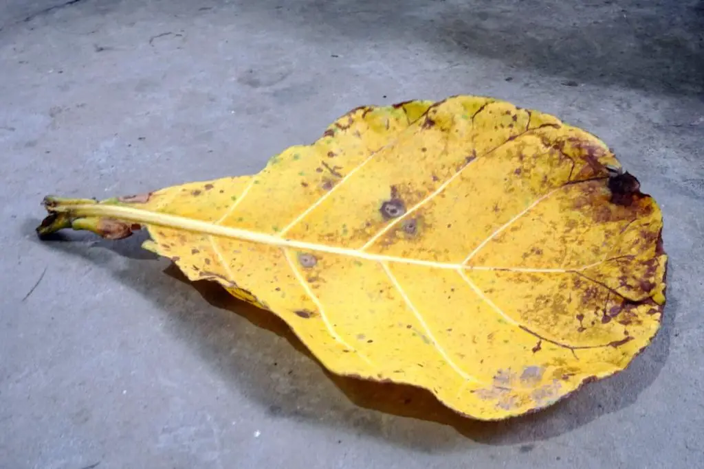 yellow indian almond leaf