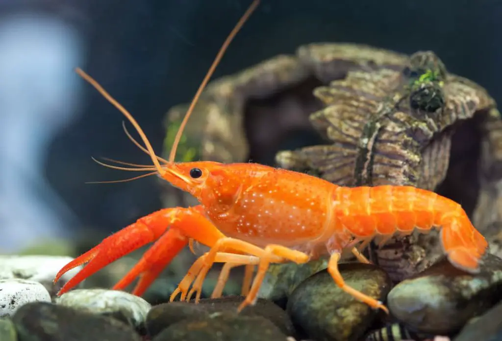 dwarf crayfish with shell