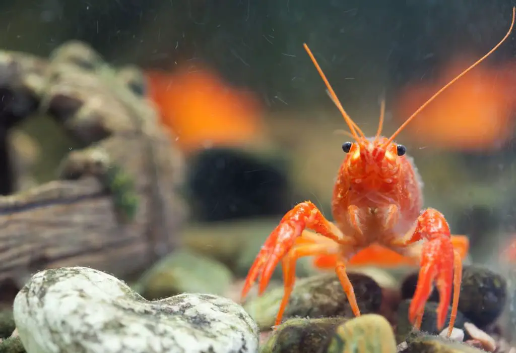 dwarf crayfish on rocks