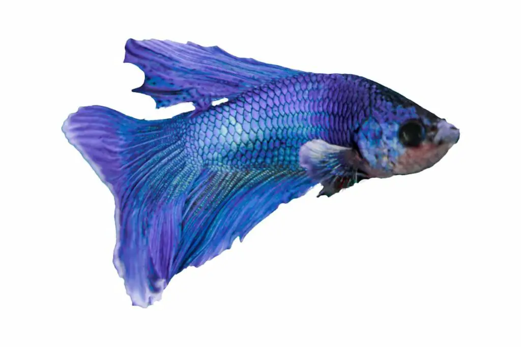 Betta-mandor