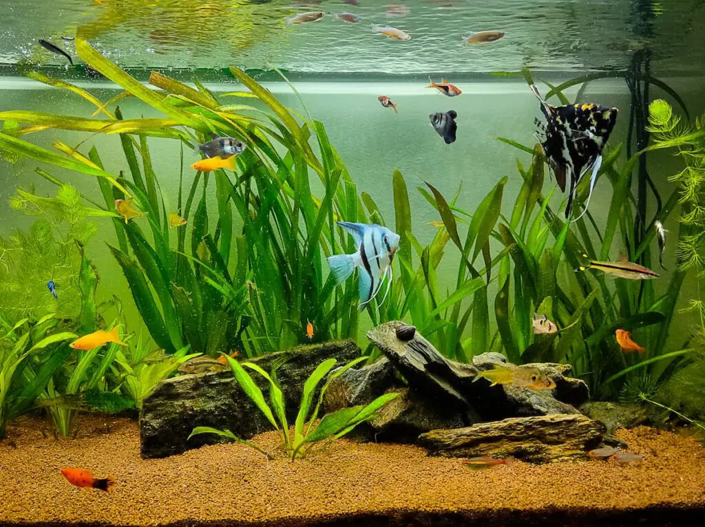 jungle val in aquarium