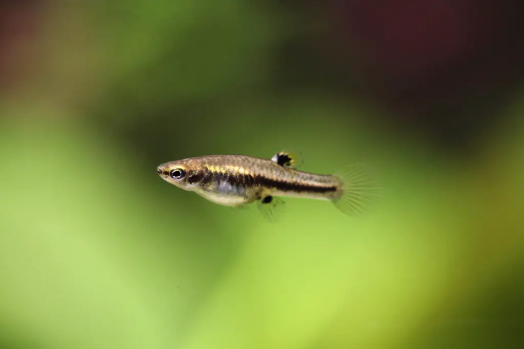 Mosquito fish (Heterandria formosa), also known as the least kil