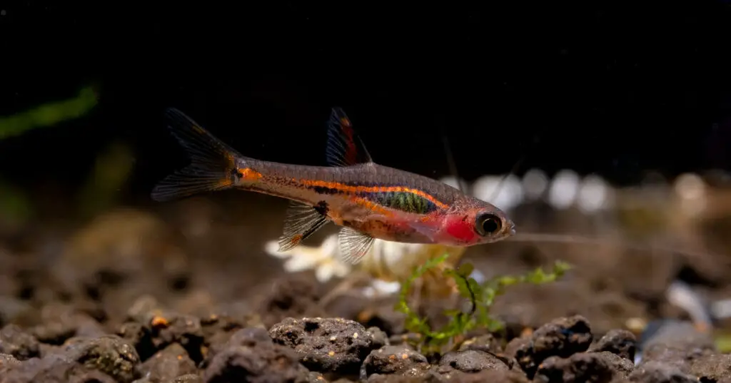 Red Least rasbora or Exclamation-point rasbora which is one type of fish look for food in fresh water aquarium tank