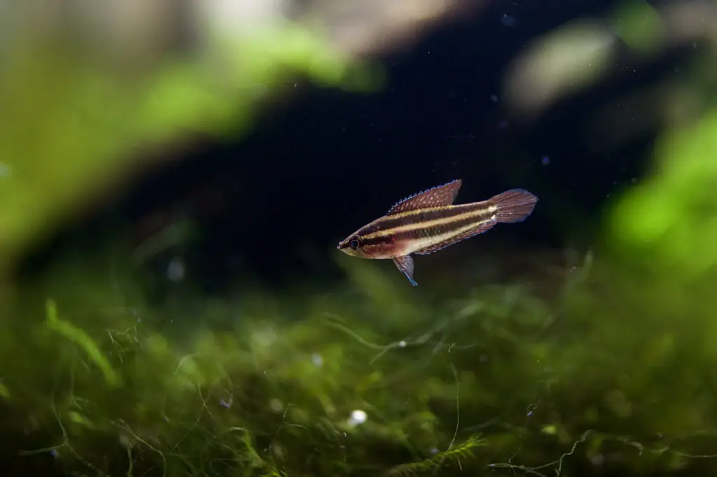 licorice gourami