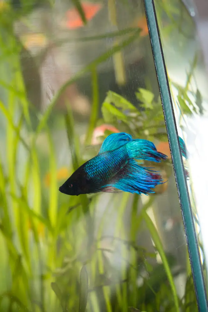 betta fish water