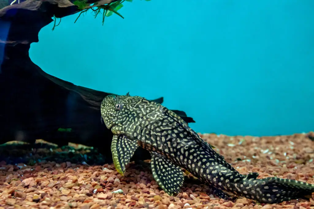 blue phantom pleco on log