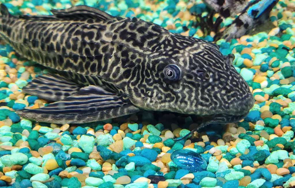 blue pleco on gravel