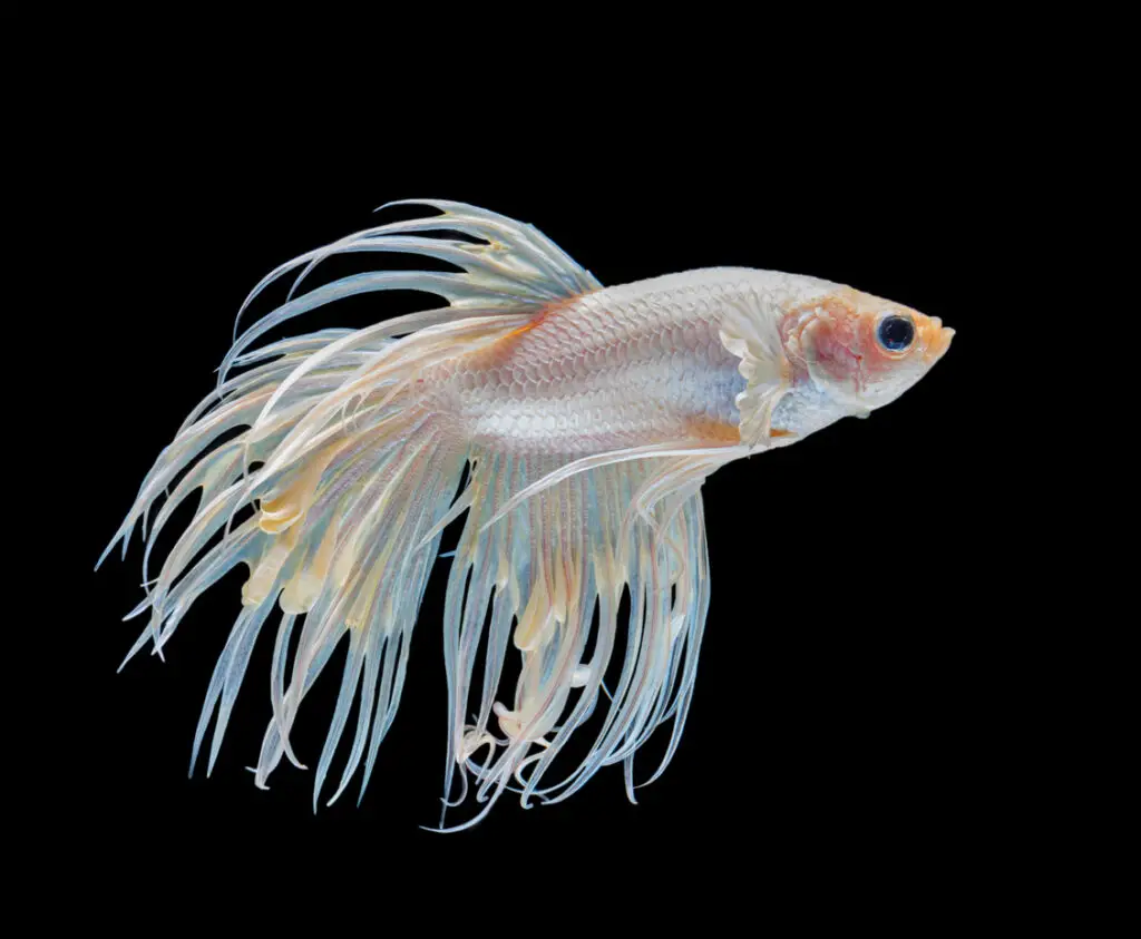 Clear/Cellophane Betta