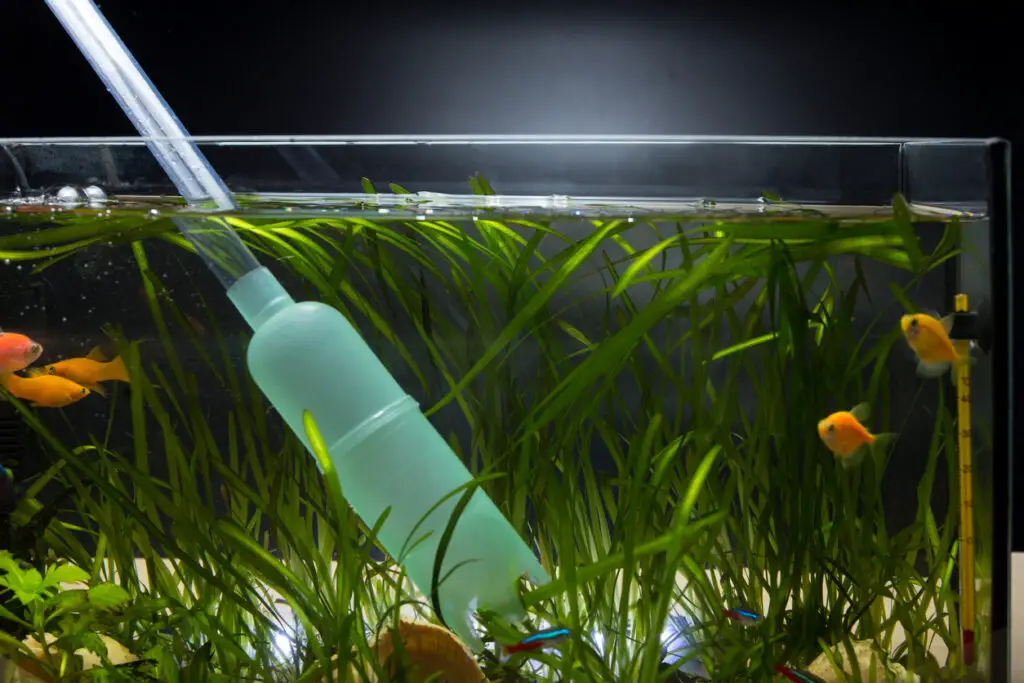 cleaning aquarium of algae