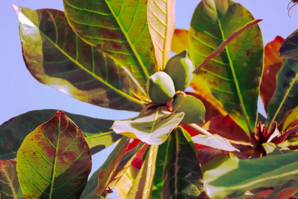 colorful indian almond leaves