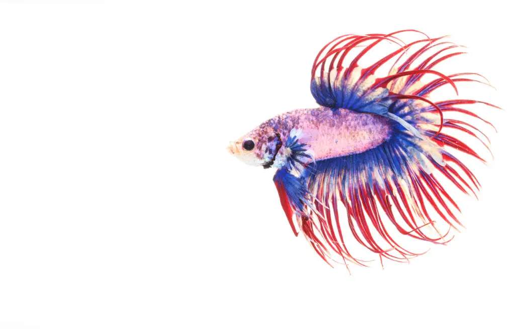 Crown Tail Betta